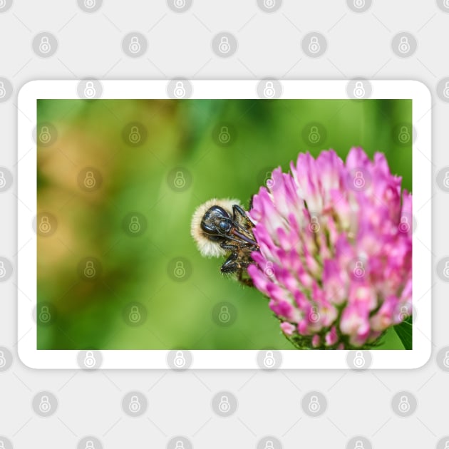 Common carder bee Sticker by mbangert